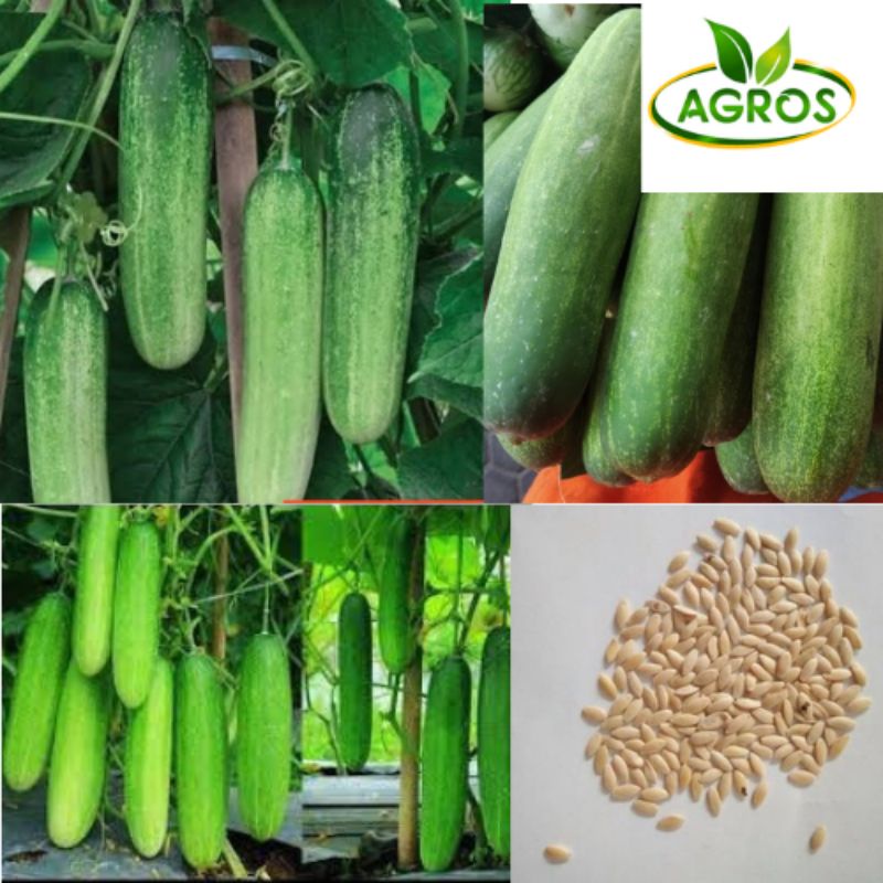 BENIH TIMUN LALAP UNGGUL ECERAN