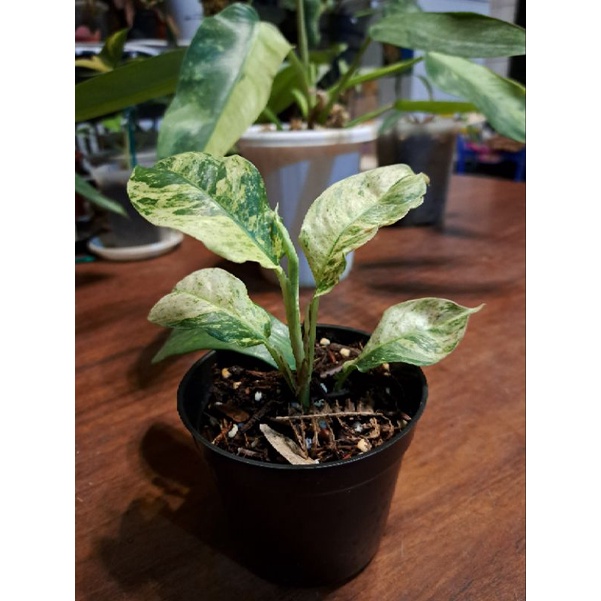 Tanaman Rhapidopora Puberula Variegata / Raphidopora puberula var