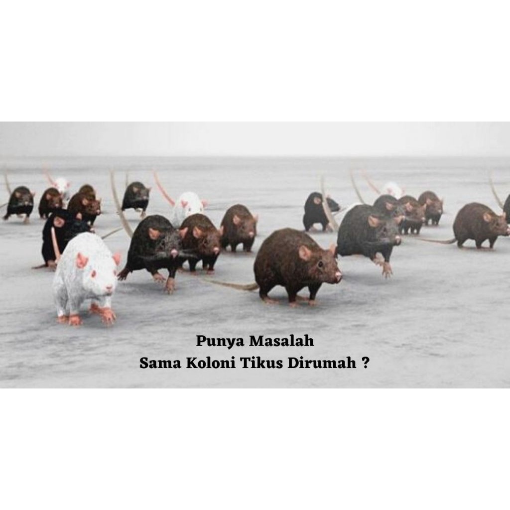 Racun Tikus Paling Ampuh Mati ditempat