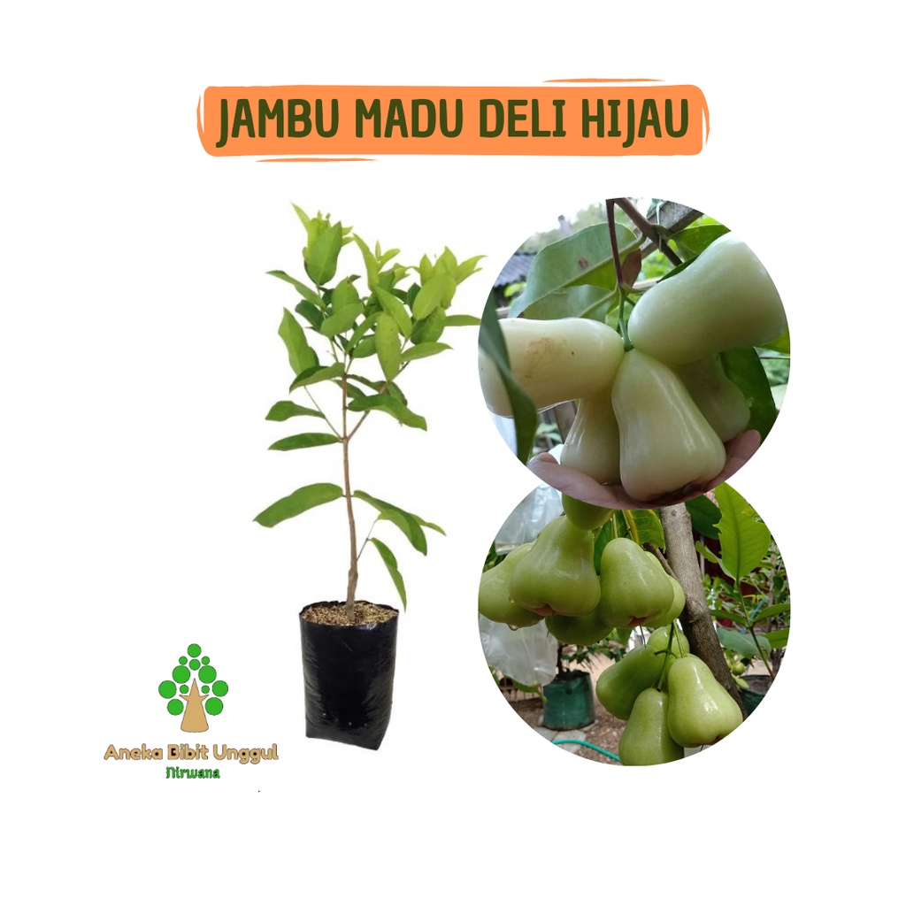 BIBIT JAMBU AIR MADU DELI HIJAU - BIBIT JAMBU MADU DELI HIJAU - BIBIT JAMBU MADU DELI MDH - BIBIT JA