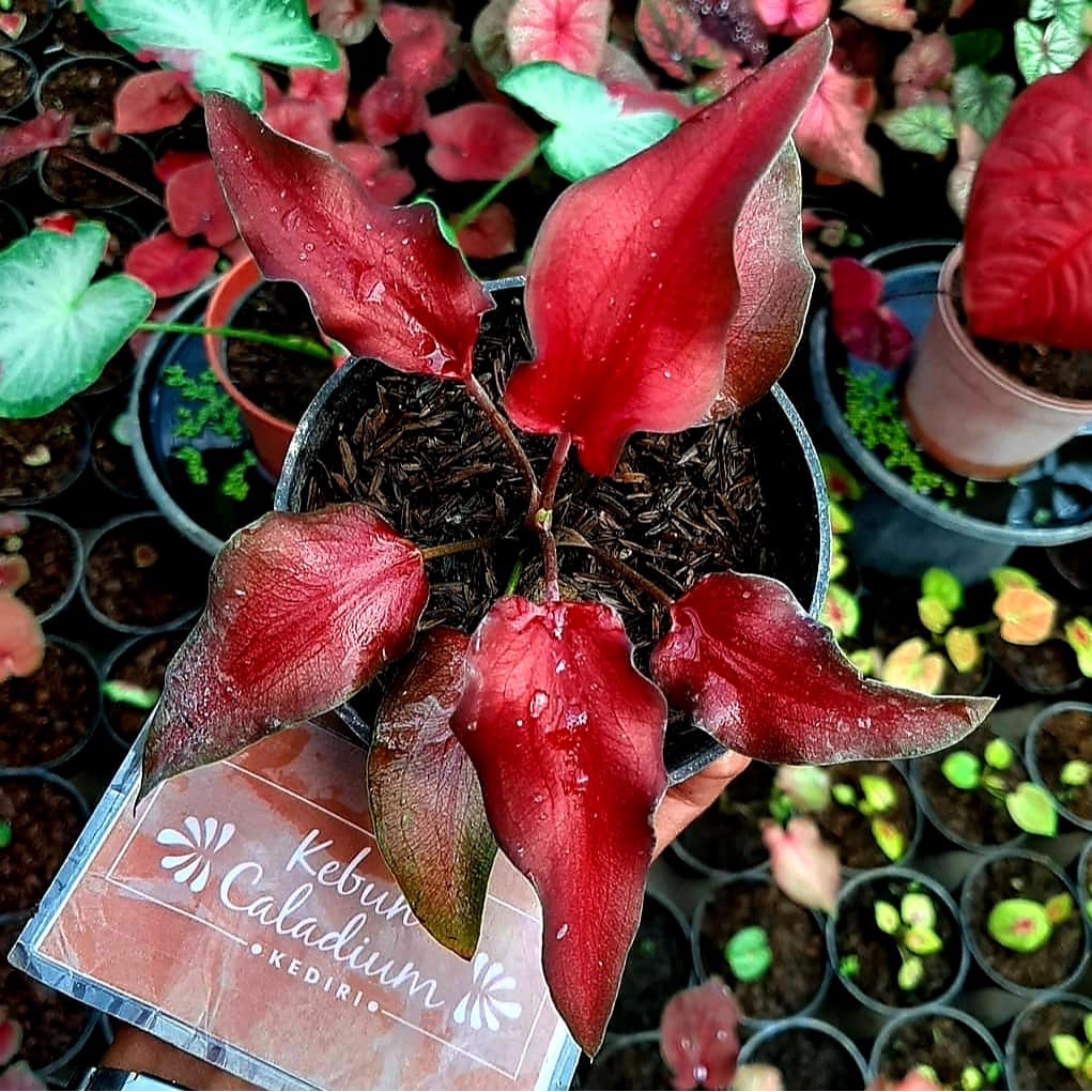 Keladi Keris Merah Keladi Hias Caladium Tanaman Hias Keladi Tanaman Keladi Hidup Tanaman Hias Murah 