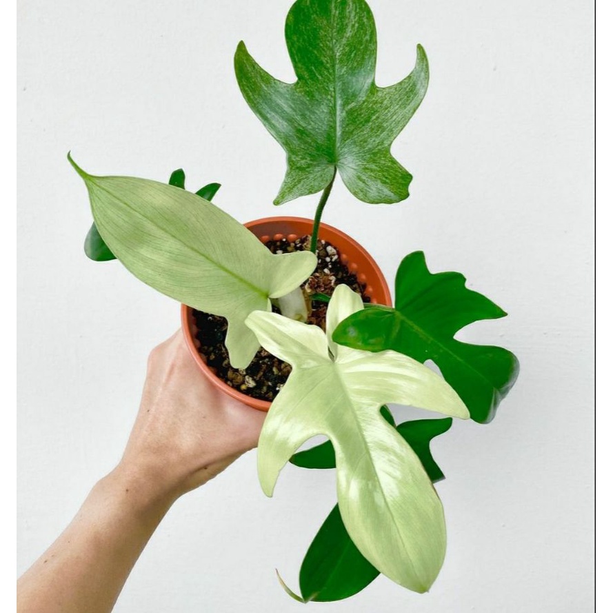 Tanaman Hias Philodendron Florida Ghost / Philo Florida Beauty Ghost