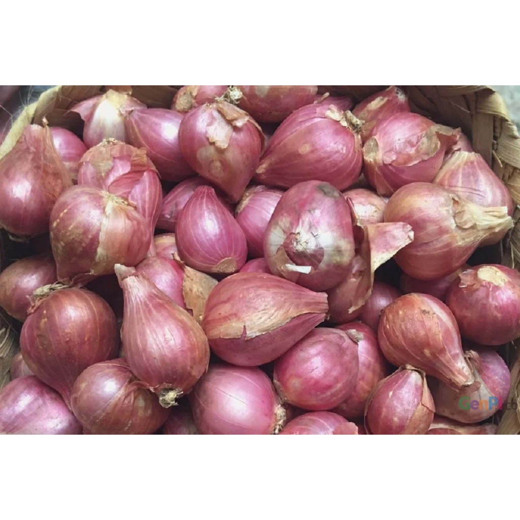 

Bawang Merah Super 500 gr