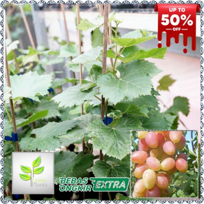 bibit buah anggur import - bibit anggur angelica