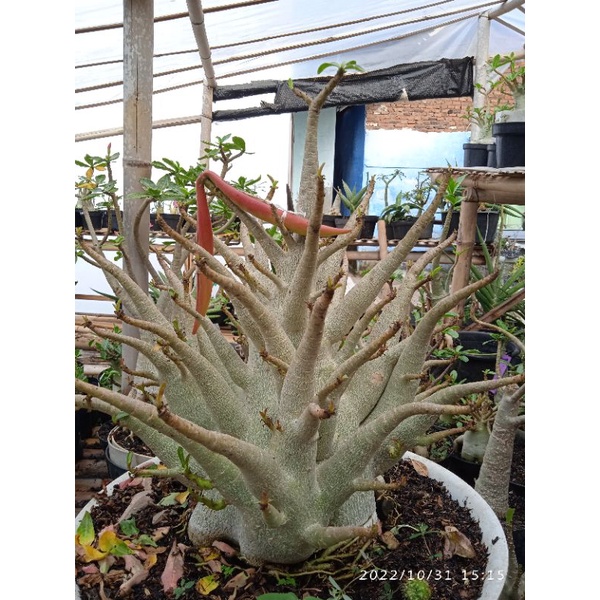 sedling adenium karakter id godji big F x KHZ