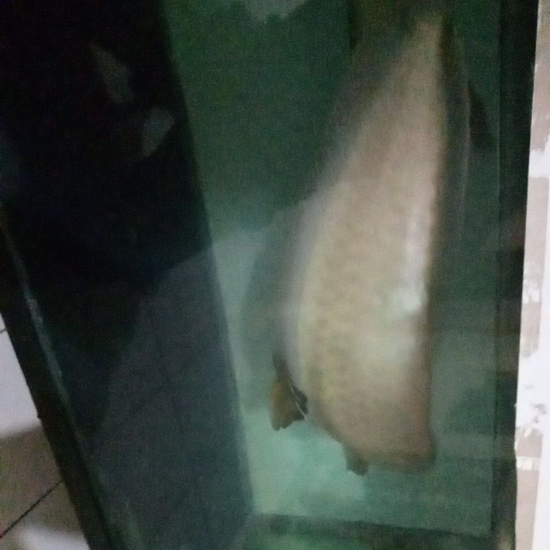 pajangan ikan hias aquarium arwana silver red