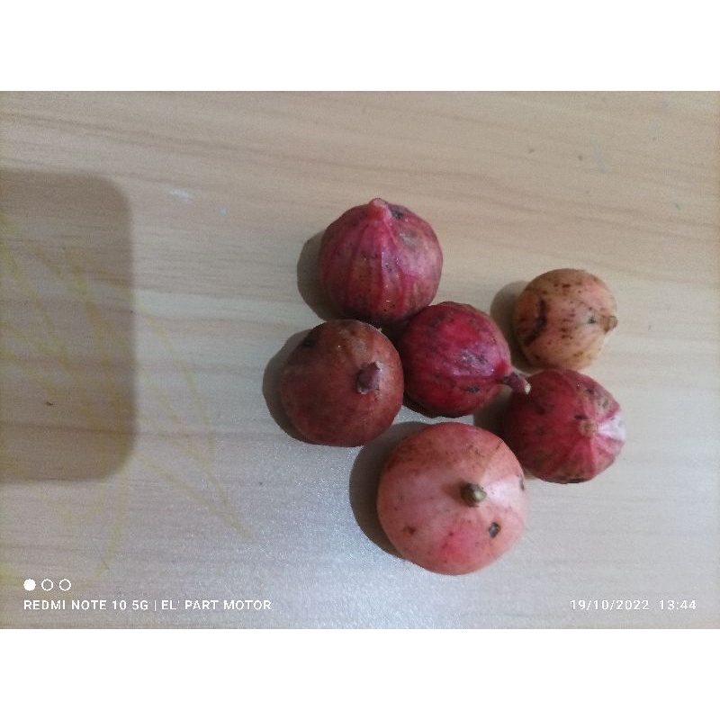 

BUAH LOA SEGAR 500 GRAM