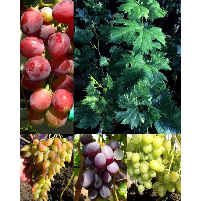 4 JENIS ANGGUR IMPORT SIAP TANAM DIJAMIN VALID DIKIRIM TANPA PENGURANGAN MEDIA BISA COD
