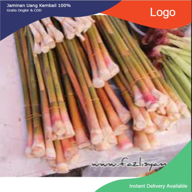 

Promo Umbi Batang tepus 1kg segar