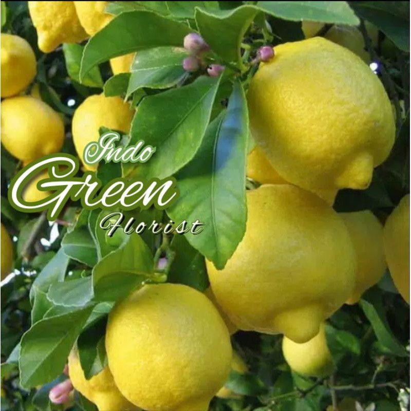 Bibit Buah Lemon California Berbuah