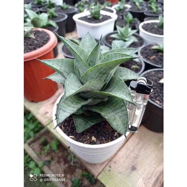 SANSEVIERA HYBRID AGATHA