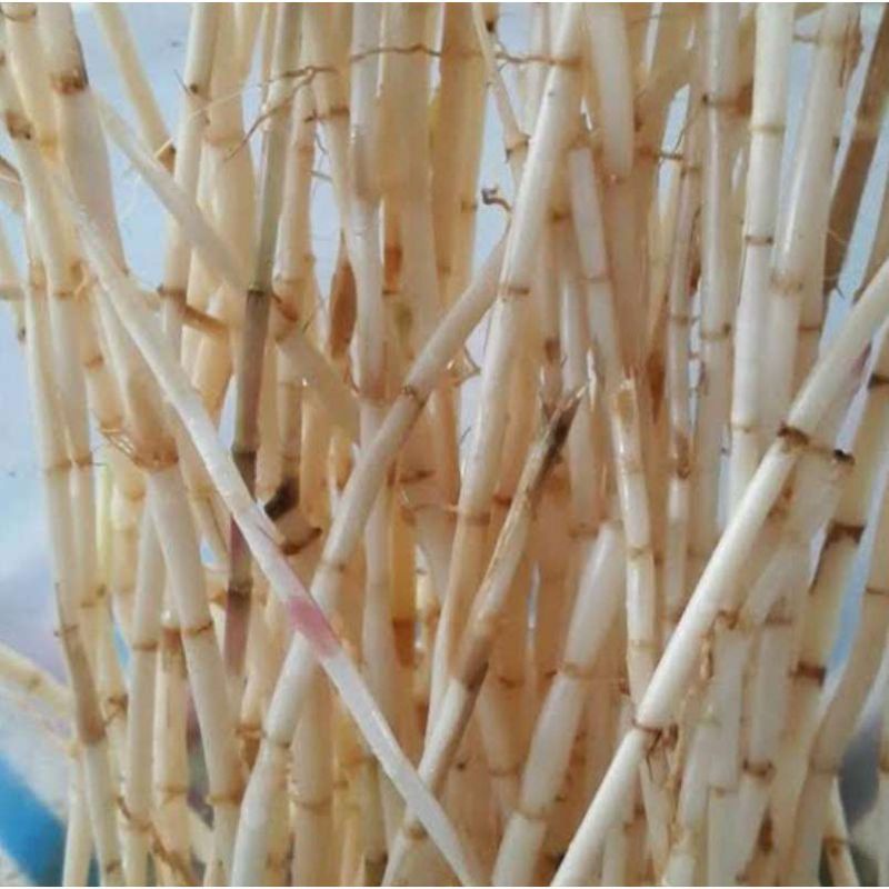

akar alang Alang 500 gram/herbal Alang Alang free kardus packing baru