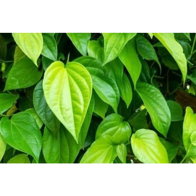 Daun Sirih Segar 1kg