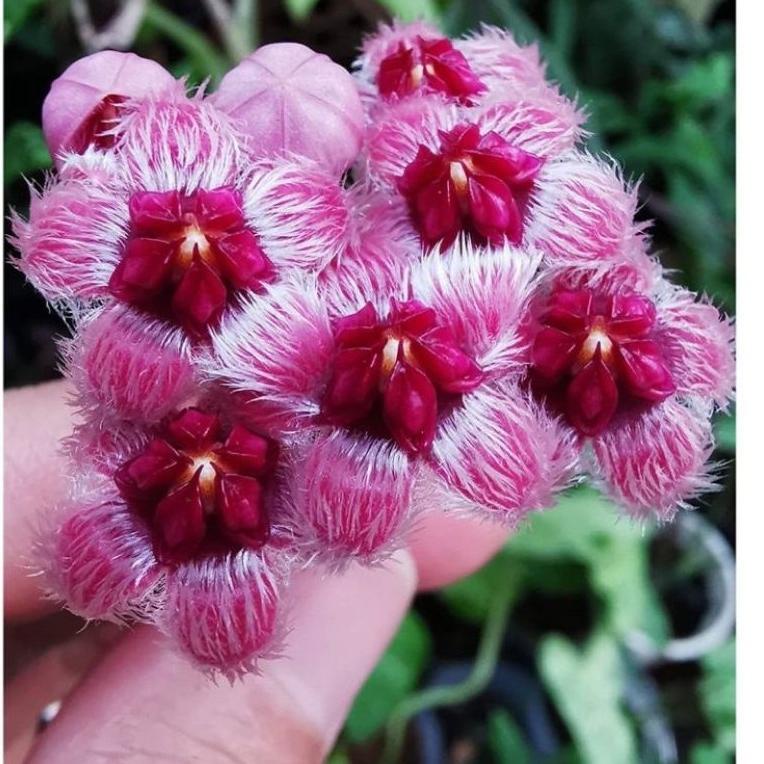 Hoya Sulawesiana {TGU.18Oc22d}