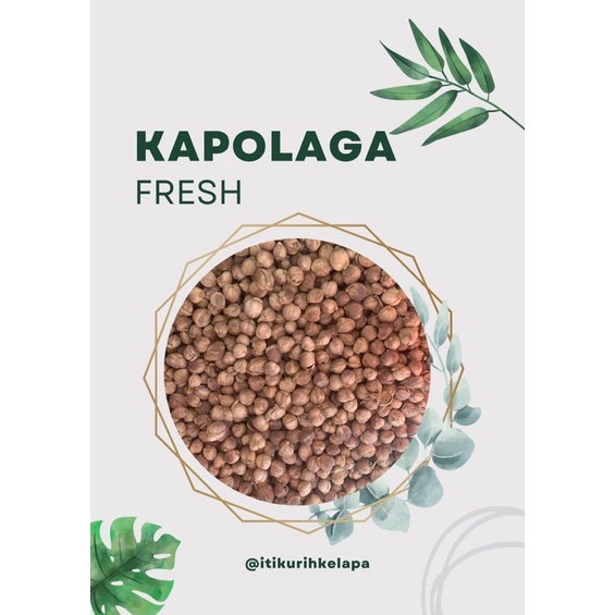 

Kapulaga/Kapol/Kapol Jawa