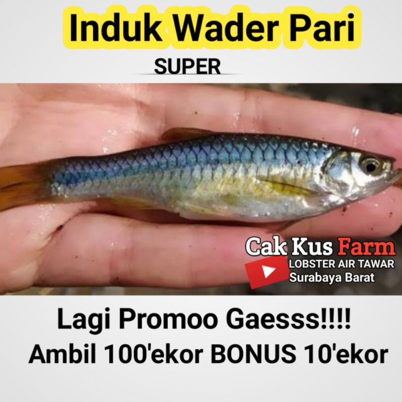 

Wader pari induk super