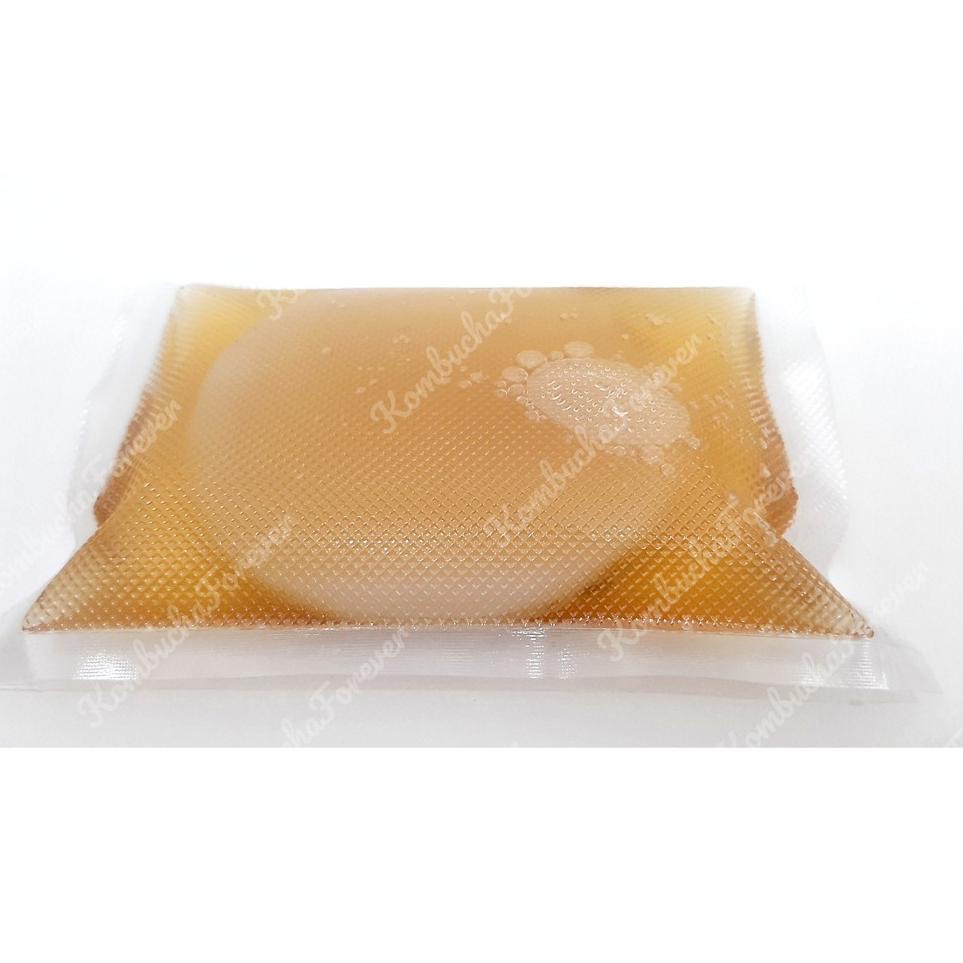 

[Miliki Segera] Bibit Scoby Jamur Kombucha Diameter 10cm Tebal -+ 1 cm Premium Organik NKT