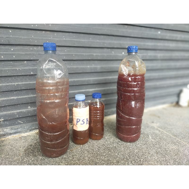 Bakteri Fotosintesis ( Induk Bakteri Fotosintesis) PSB 250 ml