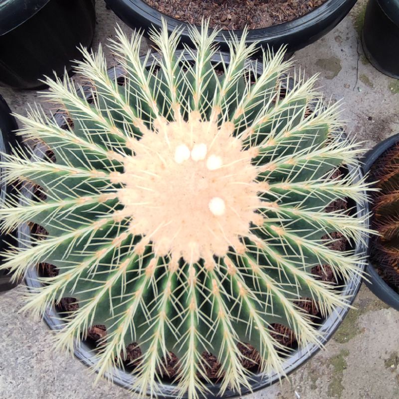 Echinocactus Grusoni/Golden Barrel Cluster | DP 35cm