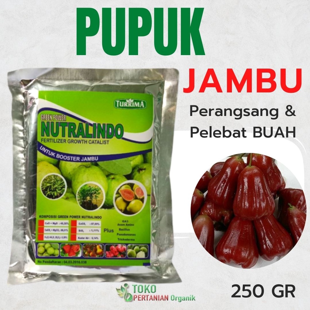 Pupuk Oragnik jambu air cepat berbuah, Nutrisi buah jambu air madu, Booster NUTRALINDO buah jambu ai