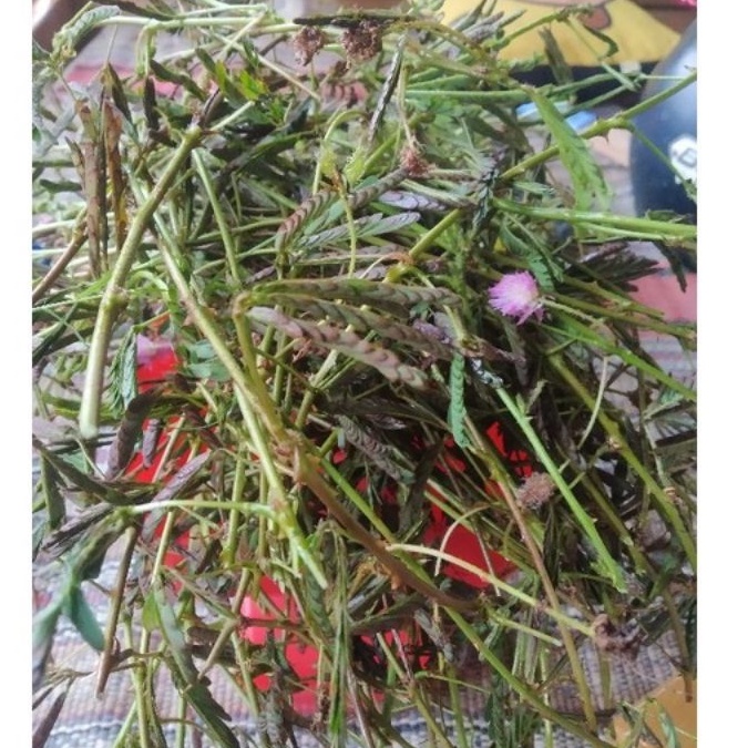 

DAUN PUTRI MALU SEGAR MURAH 300g