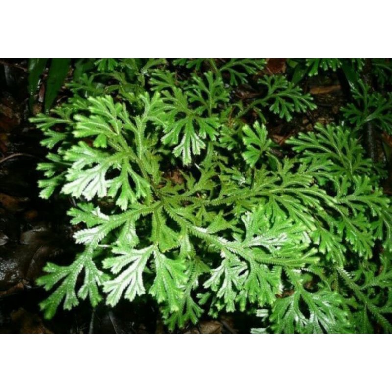 

Daun Cakar Ayam Segar 250gr