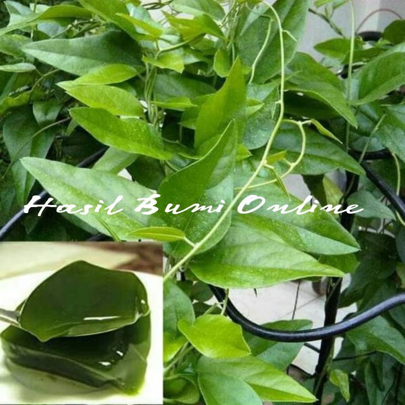

100 Lembar Daun Cincau Jelly Segar