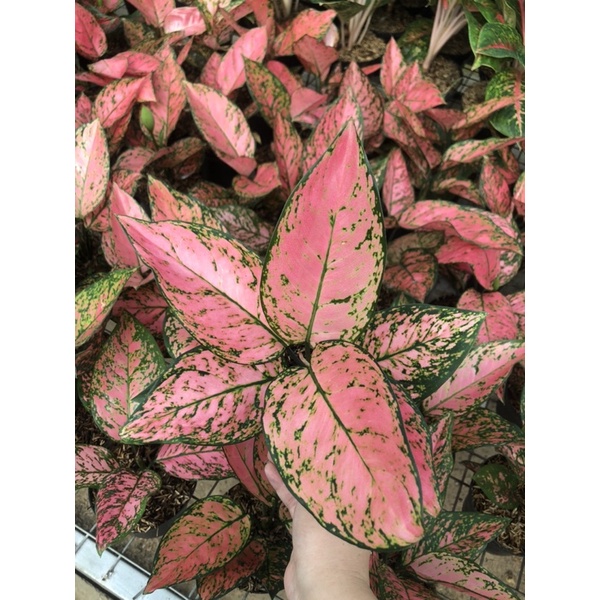 Aglaonema lady valentine