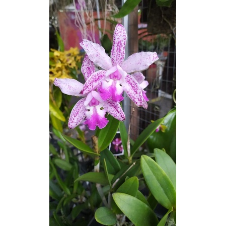 Cattleya Karin Handoko (Tianmu Sesame x Intermedia Alba) dewasa