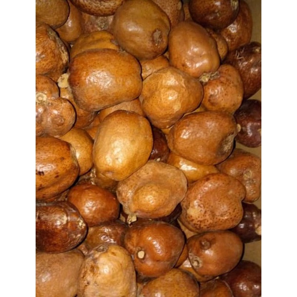 Buah zuriat,zuriat,promil zuriat