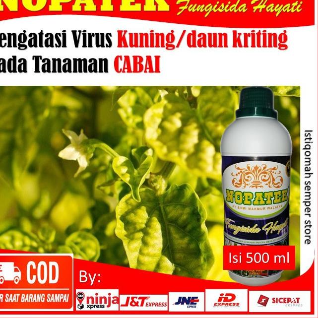 Miliki Obat Atasi Virus Kuning / Daun kriting Pada Tanaman Cabe - Obat Cabe Paling Ampuh - Isi 500ML