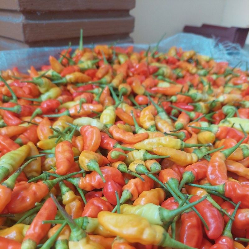 

caber_rawit_kota blitar