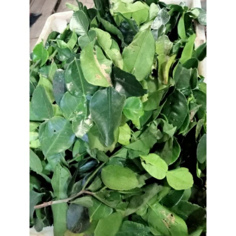

Daun jeruk 1 kg Daun jeruk purut