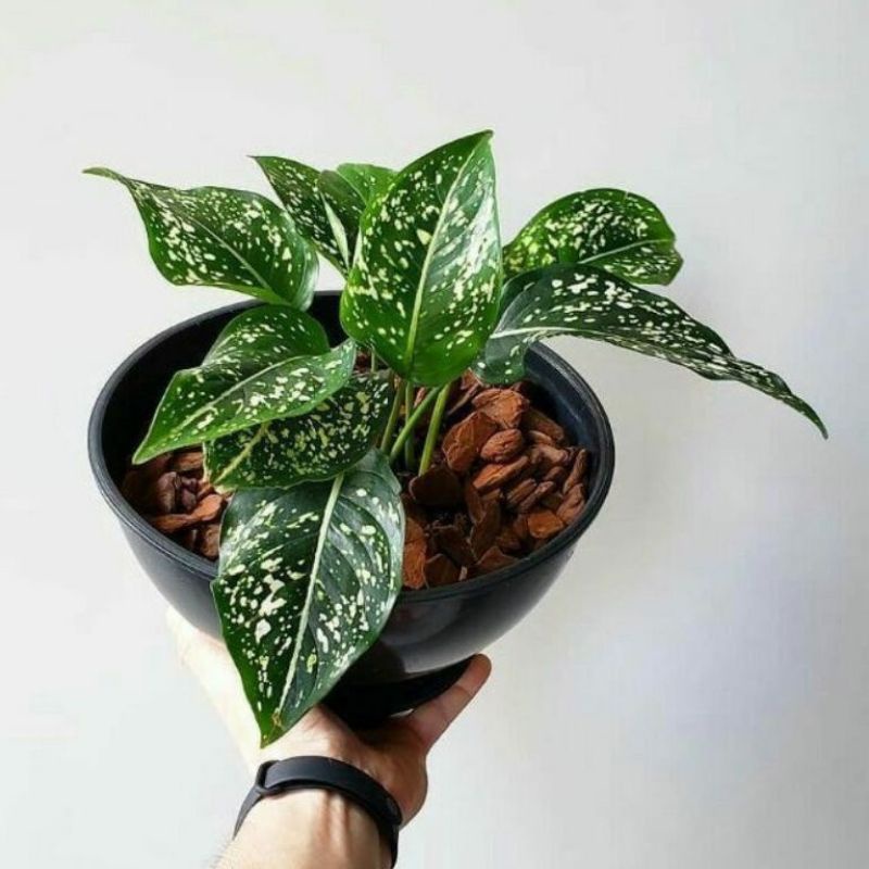 Tanaman Hias Aglonema Sedikit / Tanaman Aglonema Promo / Tanaman Hias Aglonema murah/ bunga Hias