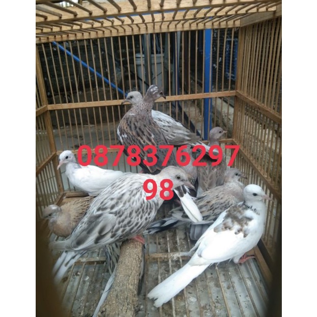 Tekukur Leopard(per ekor)