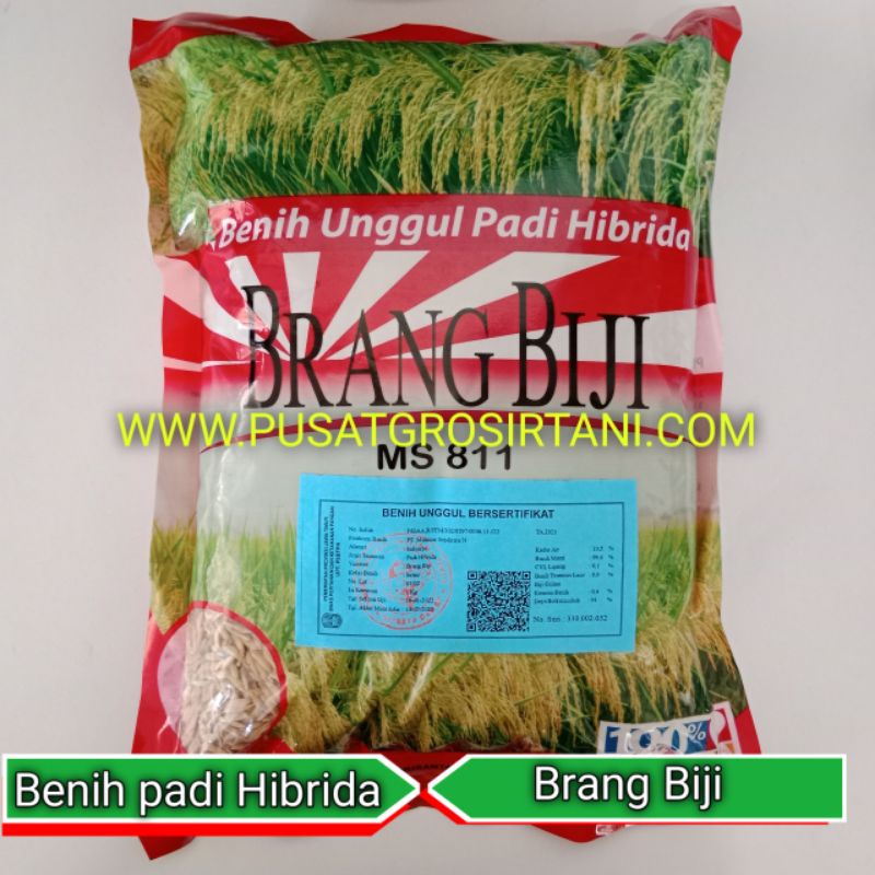 10 KG PADI HIBRIDA BRANG BIJI GROSIRAN PADI BRANG BIJI MURAH