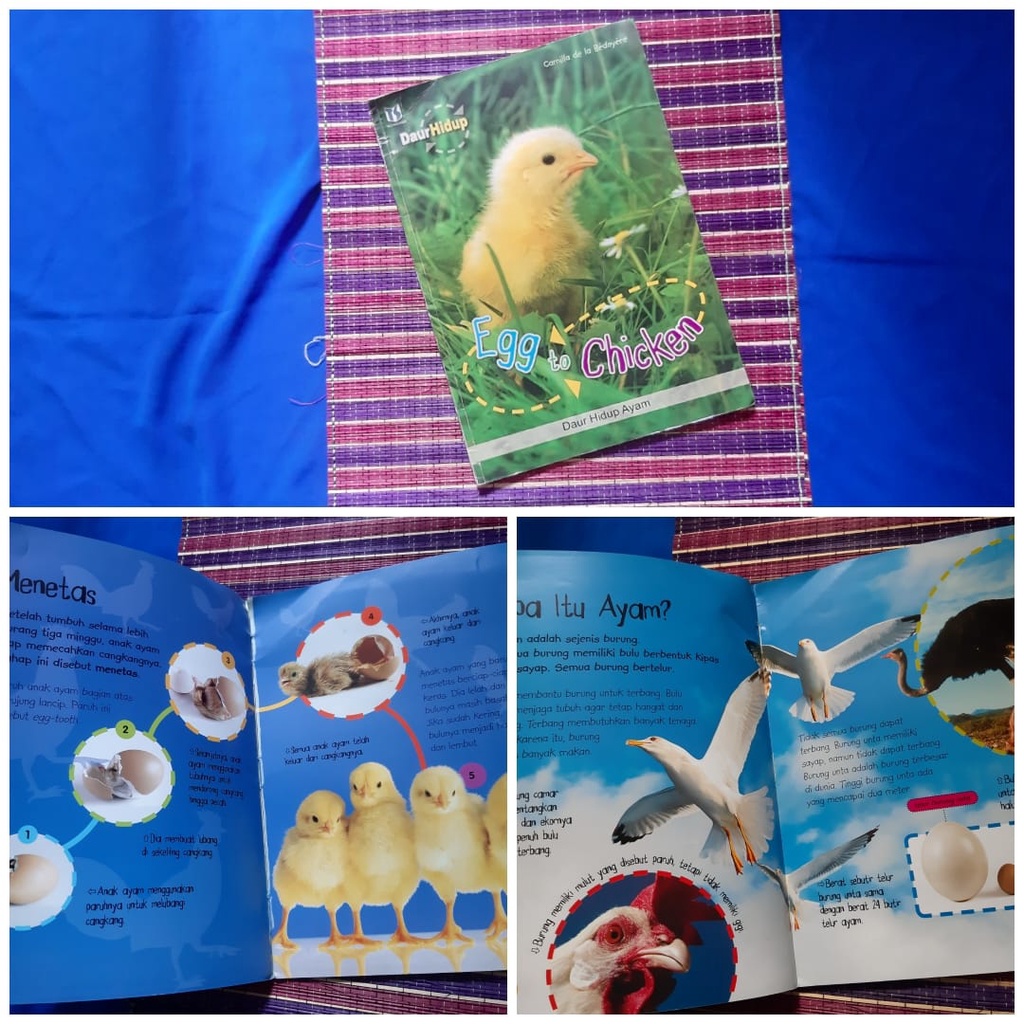 Egg to Chicken Daur Hidup Ayam buku anak pengetahuan bekas second preloved