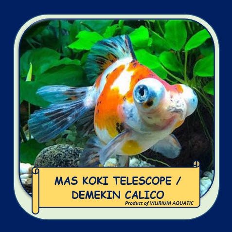 IKAN HIAS AIR TAWAR - MAS KOKI MATA BELO CALICO (±4cm)
