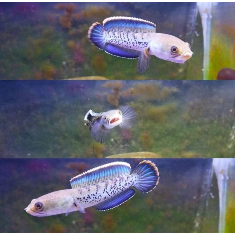 Stewarti karbialong 4-8 cm full pelet