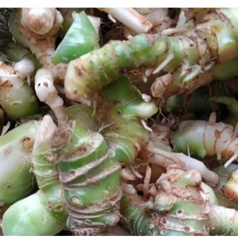 

Umbi keladi tikus 100gr