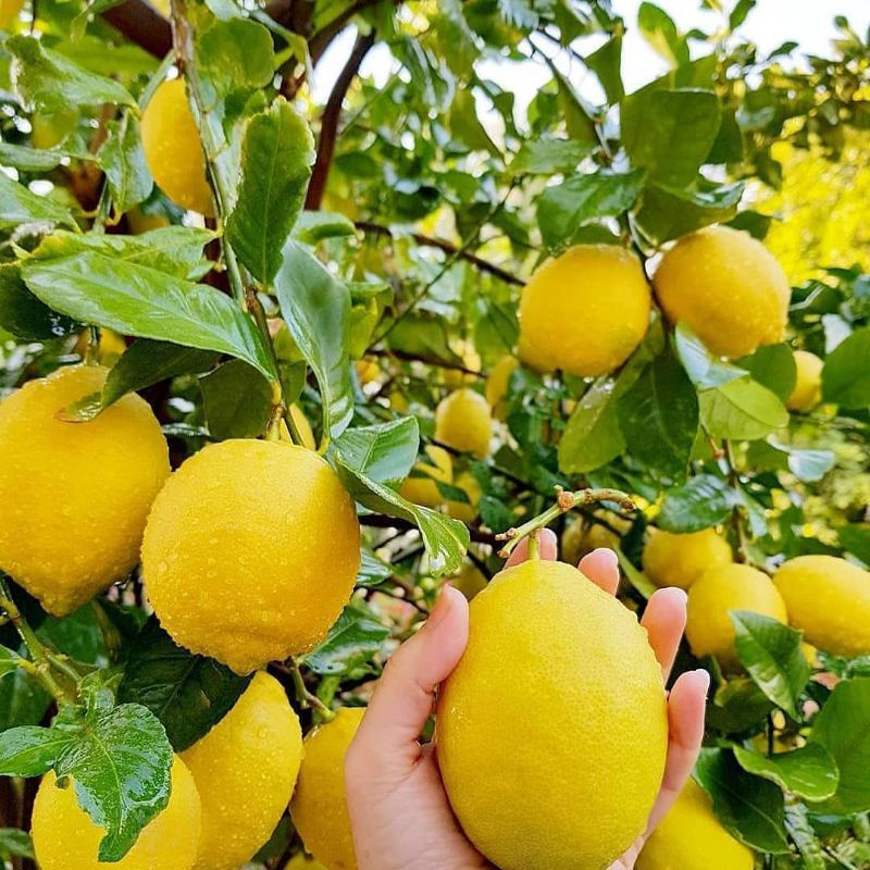 bibit jeruk lemon sudah berbuah