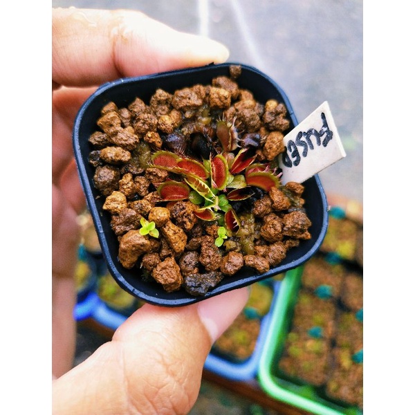 Venus FlyTrap fussed Tooth Venus Fly Trap Fussed Tooth Kecil