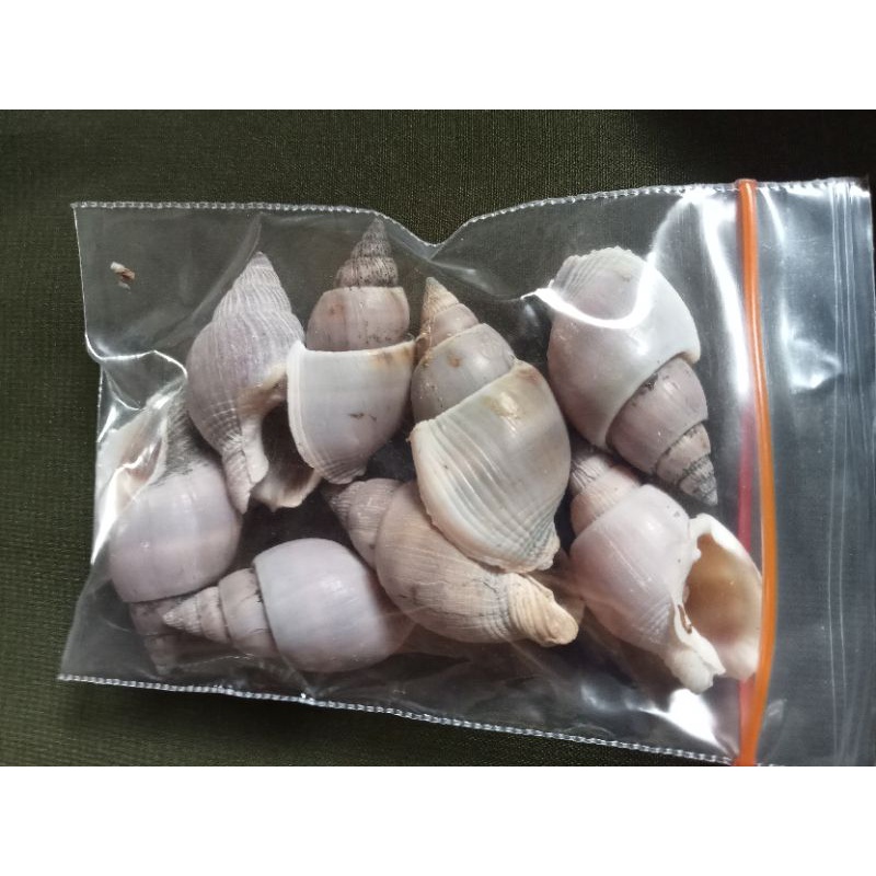 CANGKANG KEONG DOCENG