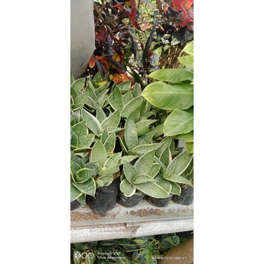 sansevieria Hahnii cream