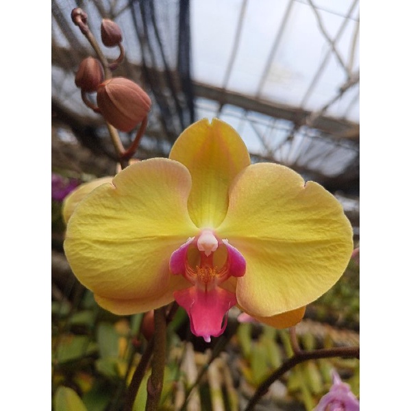 anggrek bulan grade B kuning  lidah merah phalaenopsis hybrid bunga medium kondisi knop mekar
