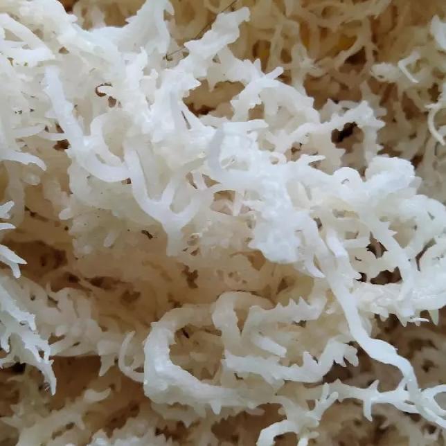 

TRC9q4Pe--Rumput Laut 1 Kg Kering Spinosum Kenyal Original