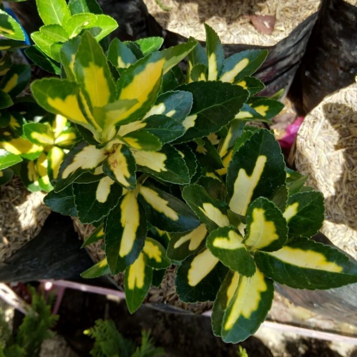 Tanaman hias Euonymus Javonicus atau Havana Hijau