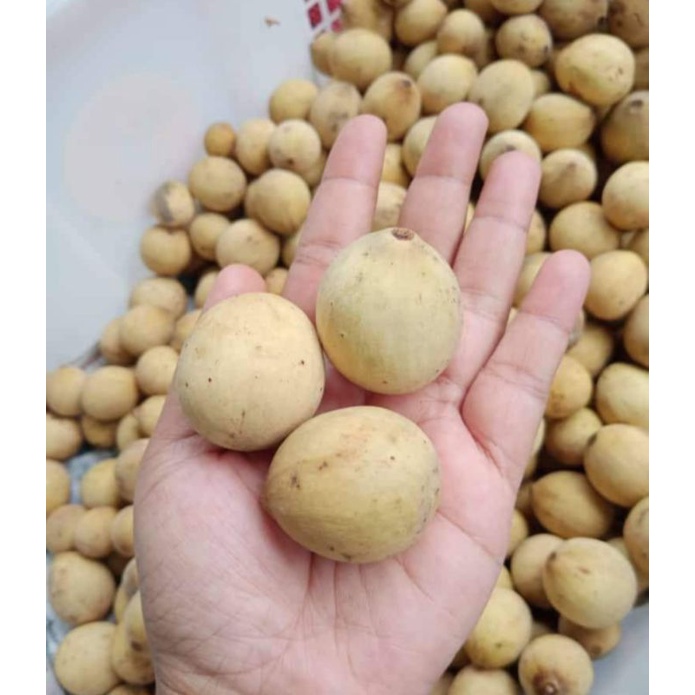 Buah DUKU Lampung Manis Asem 1Kg