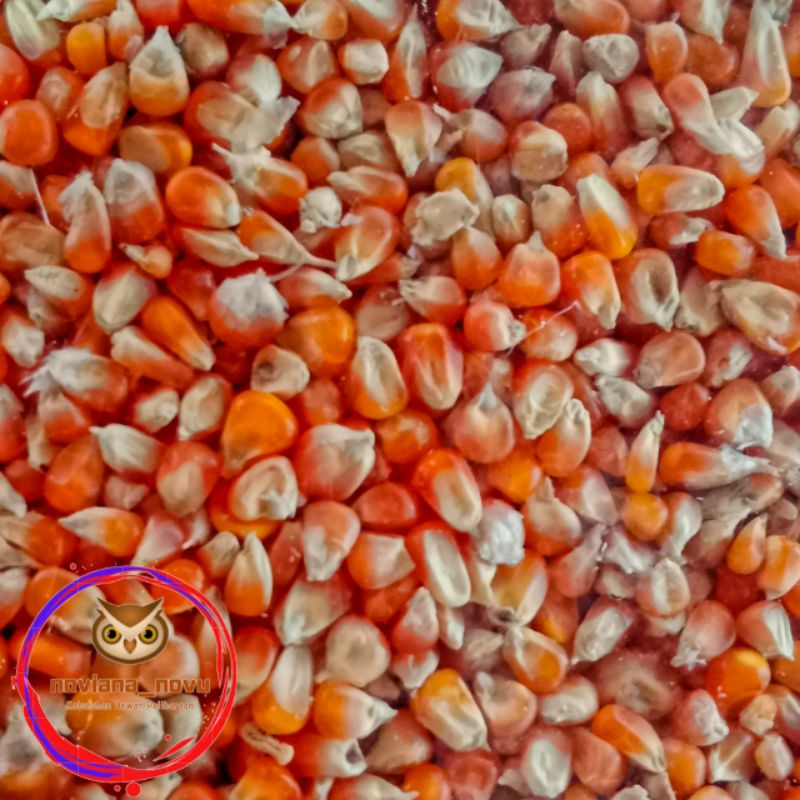 JAGUNG KRISTAL JAGUNG UNYIL JAGUNG UNGKUL BESAR PAKAN BURUNG PEMAKAN BIJI BIJIAN AYAM UNGGAS DARA ME