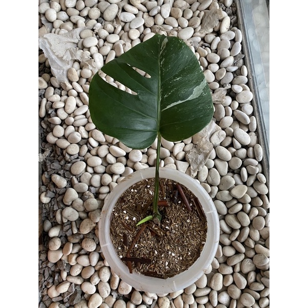Monstera Varigata trah albo